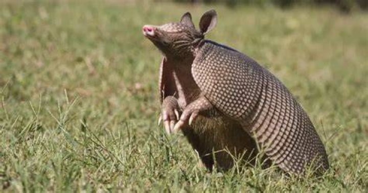 Can you own a armadillo?