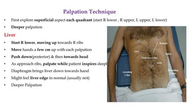 Can you palpate your own liver?