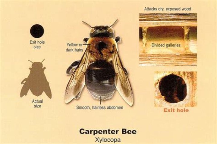 Do carpenter bees bore into pressure treated wood?