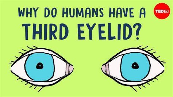 Do humans have 3 eyes?