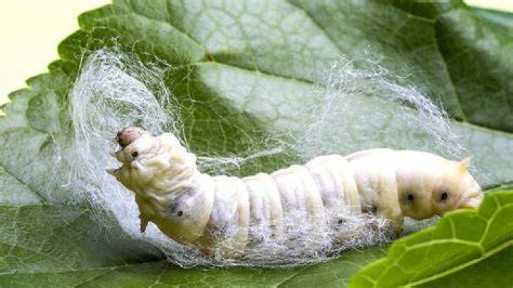 Do silkworms wee?