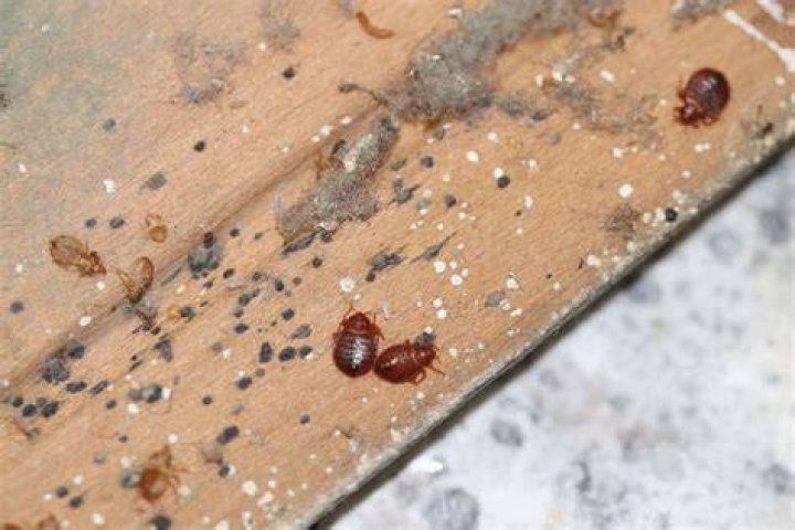 Does bed bugs like wood?