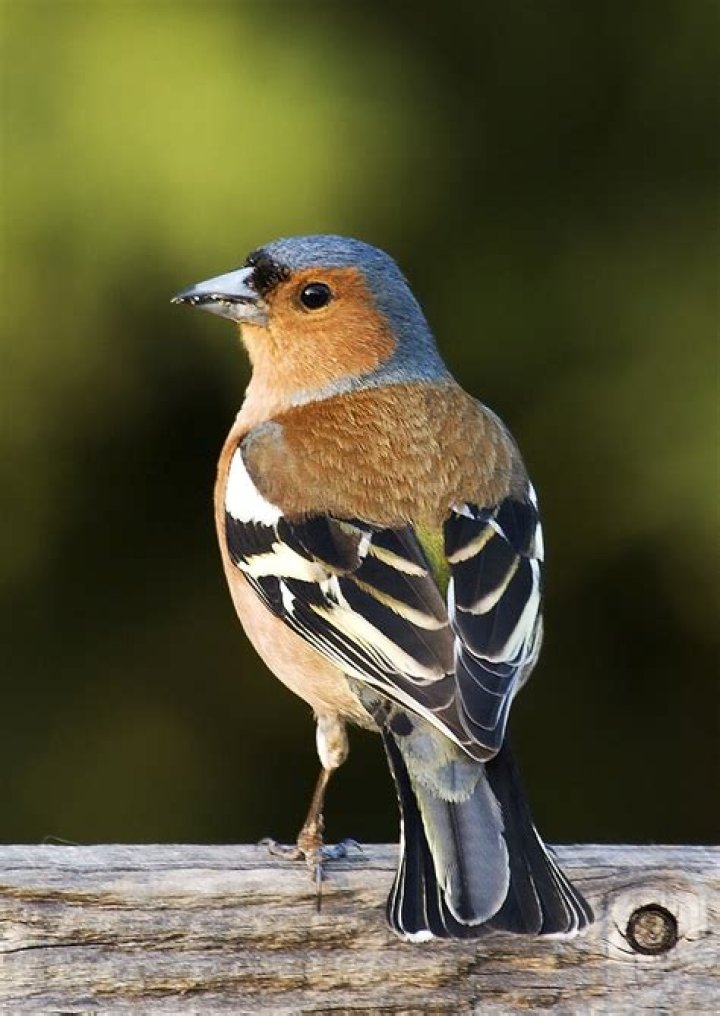 Is Fringilla pregnant?