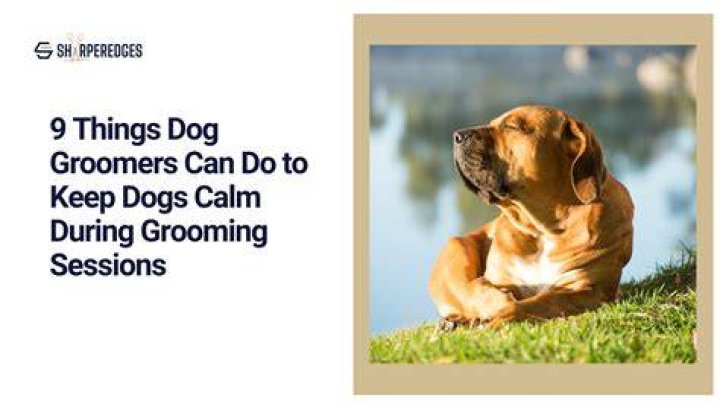 What do groomers give dogs to calm them?