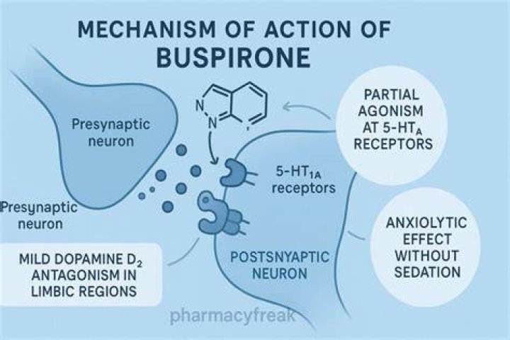 What does buspirone do to the brain?