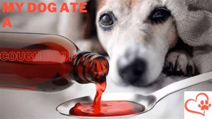 What happens if a dog eats a cough drop?