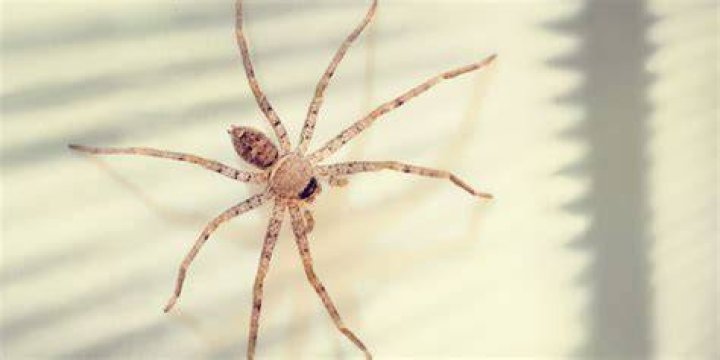What should I do if I see a spider in my room?