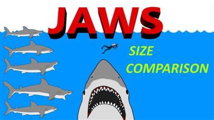 What size was Jaws?