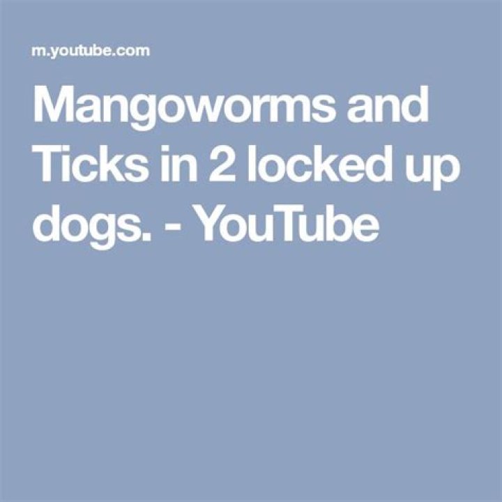Where do dogs pick up Mangoworms?