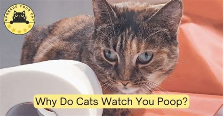 Why do cats watch you poop?