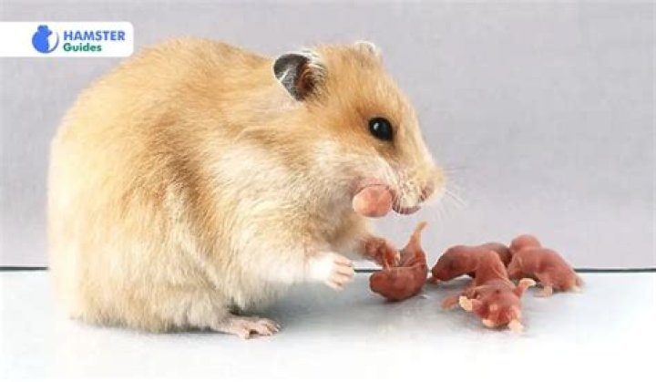 Why do hamster eat their babies?