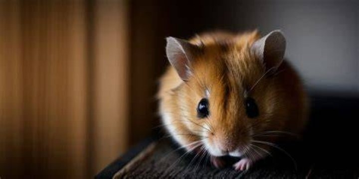 Why won't my hamster come out of his tube?